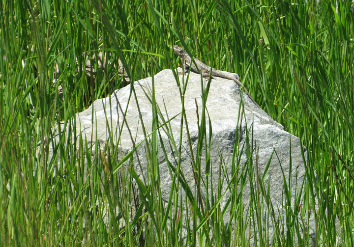 Coastal Fence Lizard